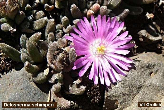 Delosperma schimperi - ex Botany cz
